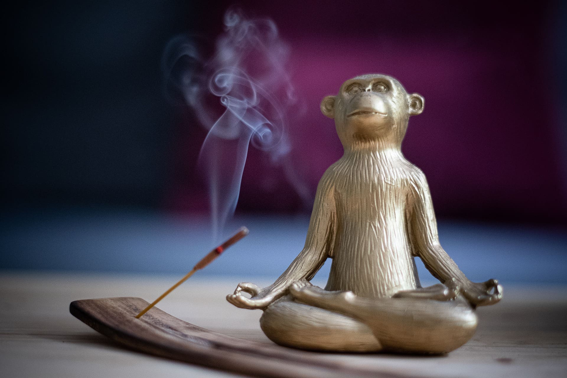 Meditation Monkey