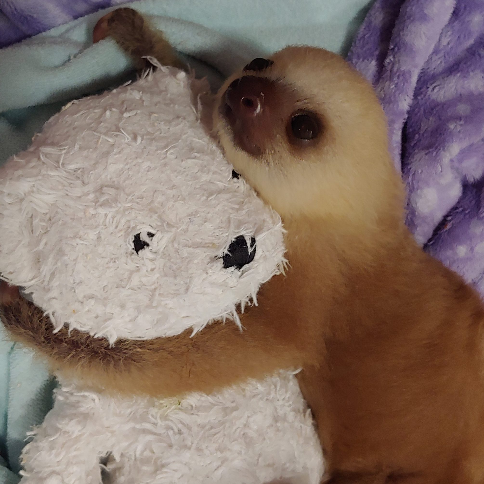 Baby in Sloth Sanctuary of Costa Rica, Limon Province, Costa Rica