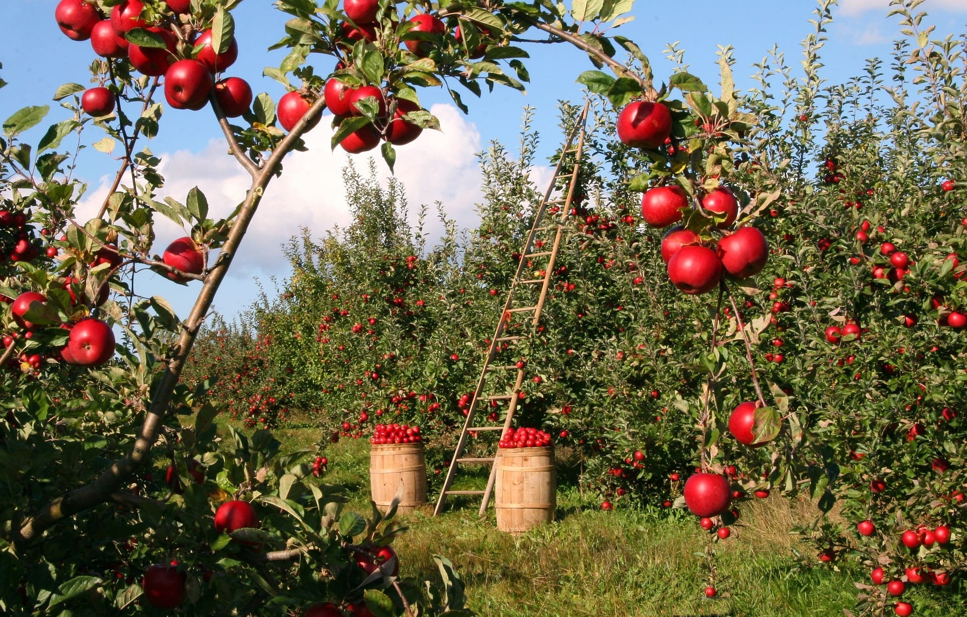 Apple Harvest