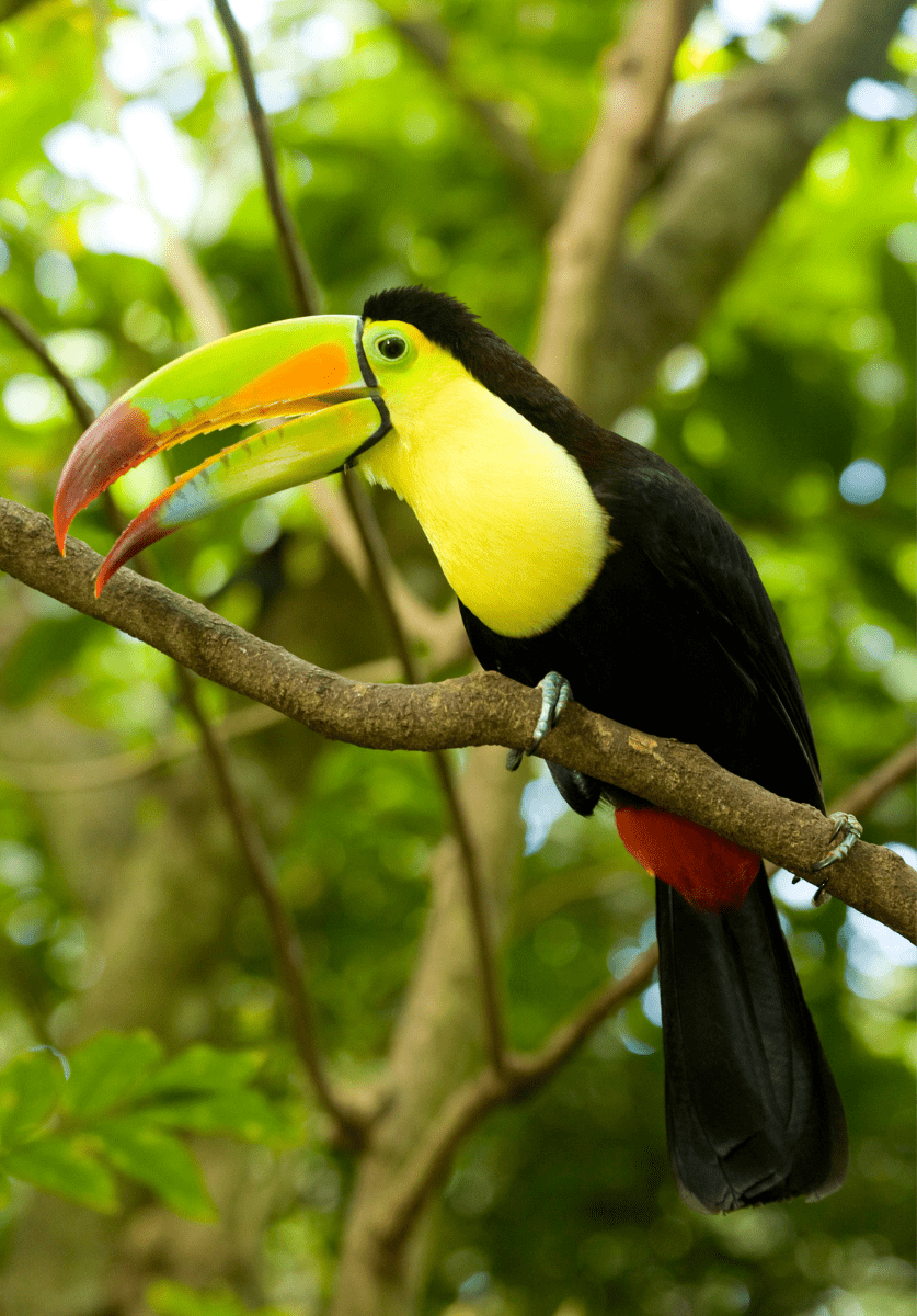 Toucan Sam