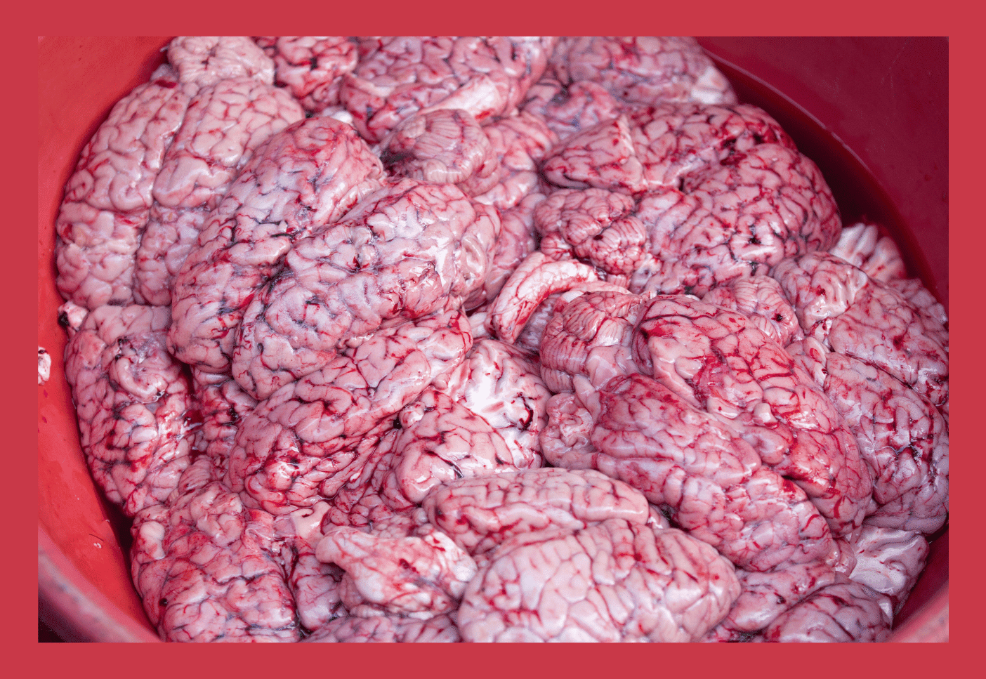 Cow Brains