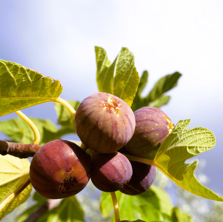 Use food to travel back in time and retrieve memories.